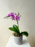 Orchid Plant Vancouver - Vancouver Plant Delivery