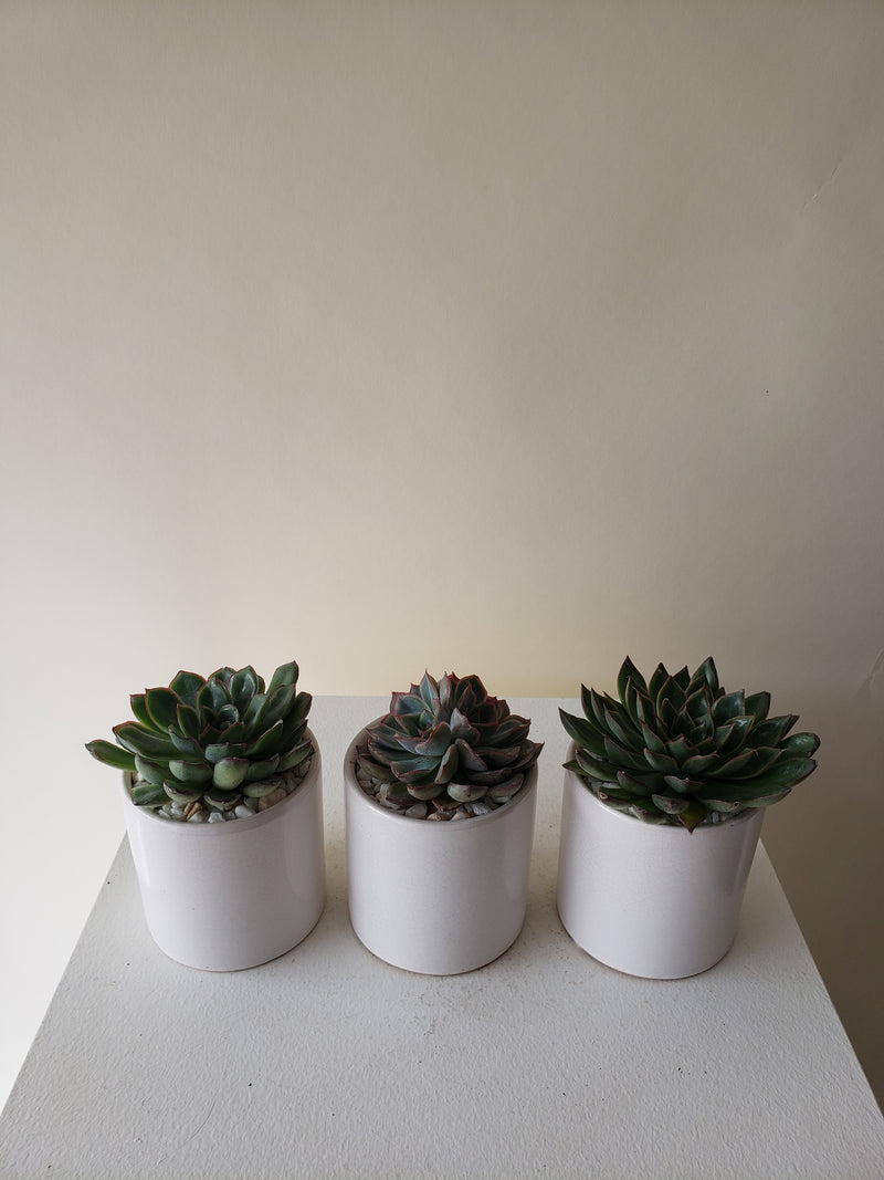 Succulent Trio