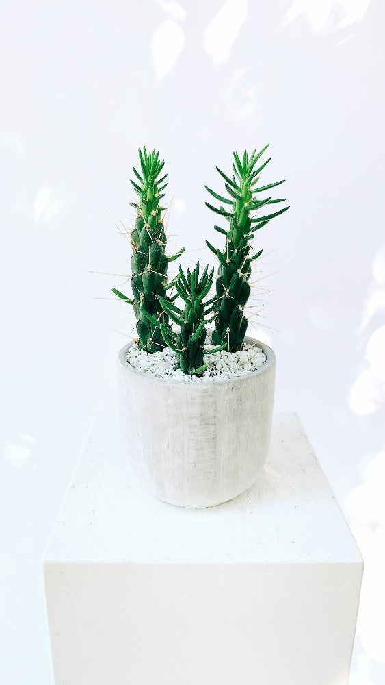 Vancouver Cactus Plant - Vancouver Plant Delivery