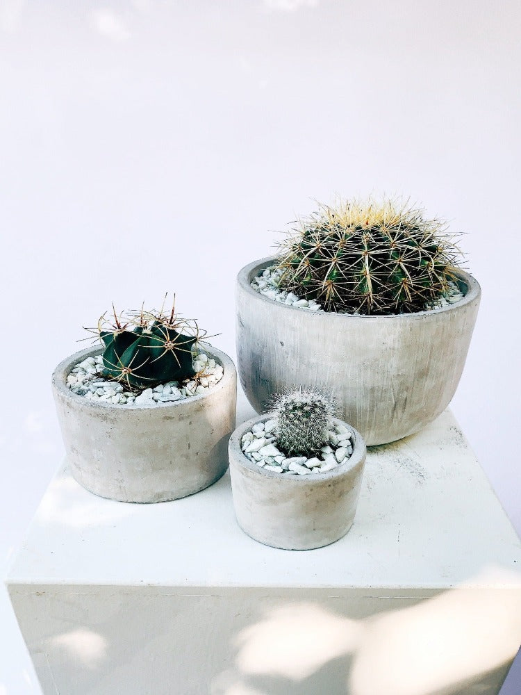 Vancouver Cactus Plant - Vancouver Plant Delivery