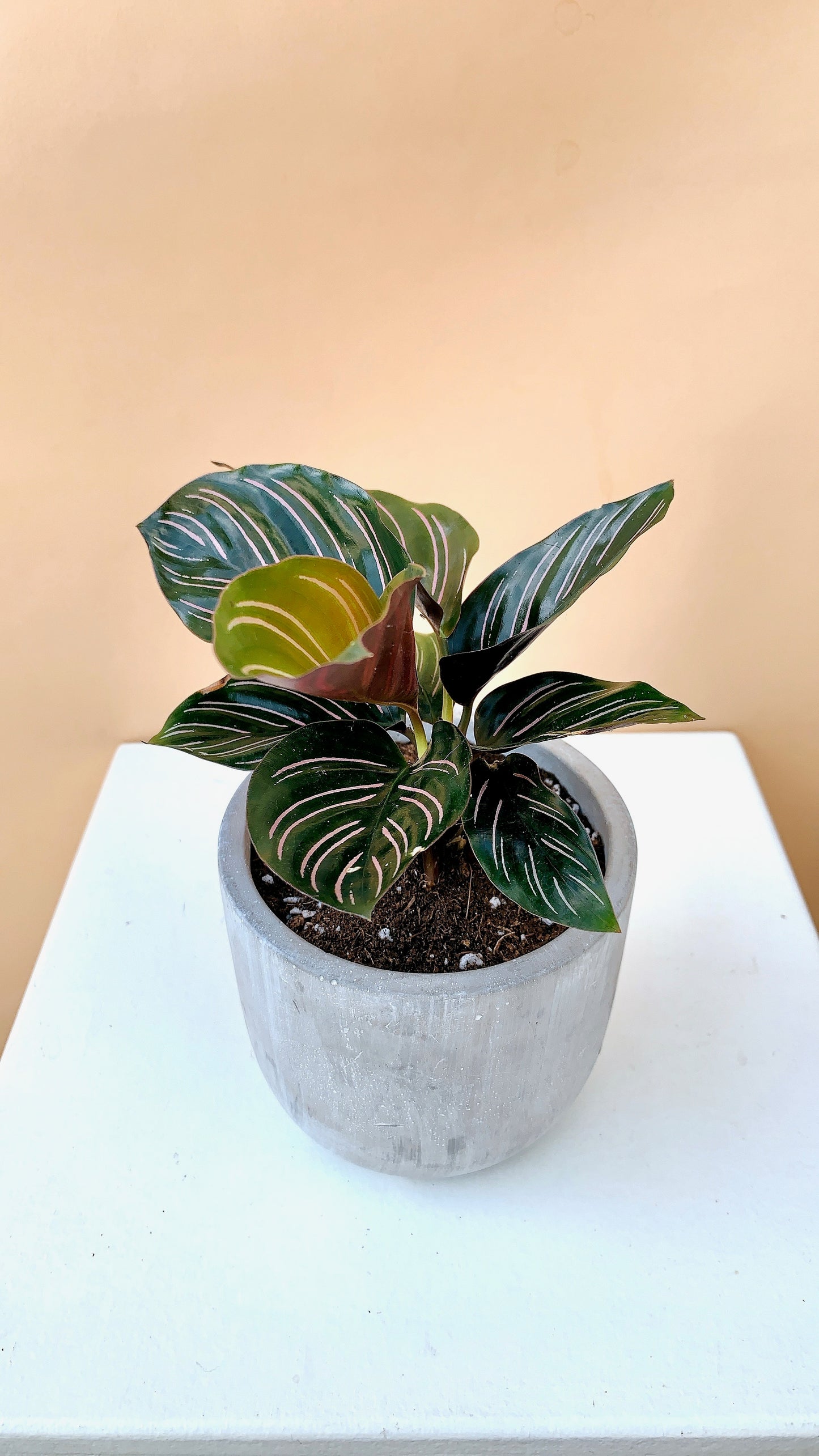 Calathea Plant