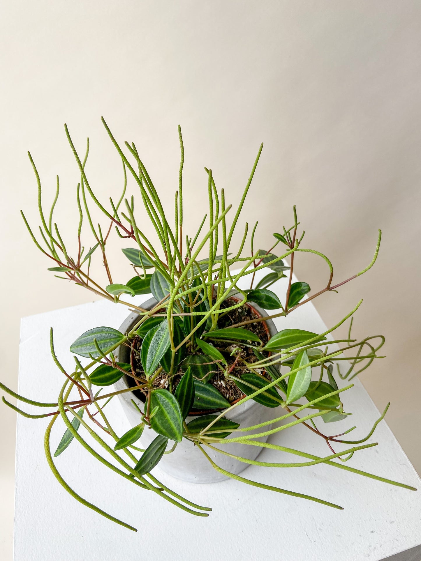 Peperomia Angulata