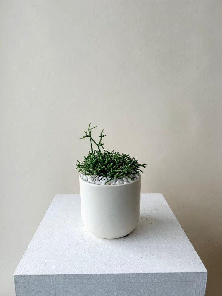 Rhipsalis Cactus Plant