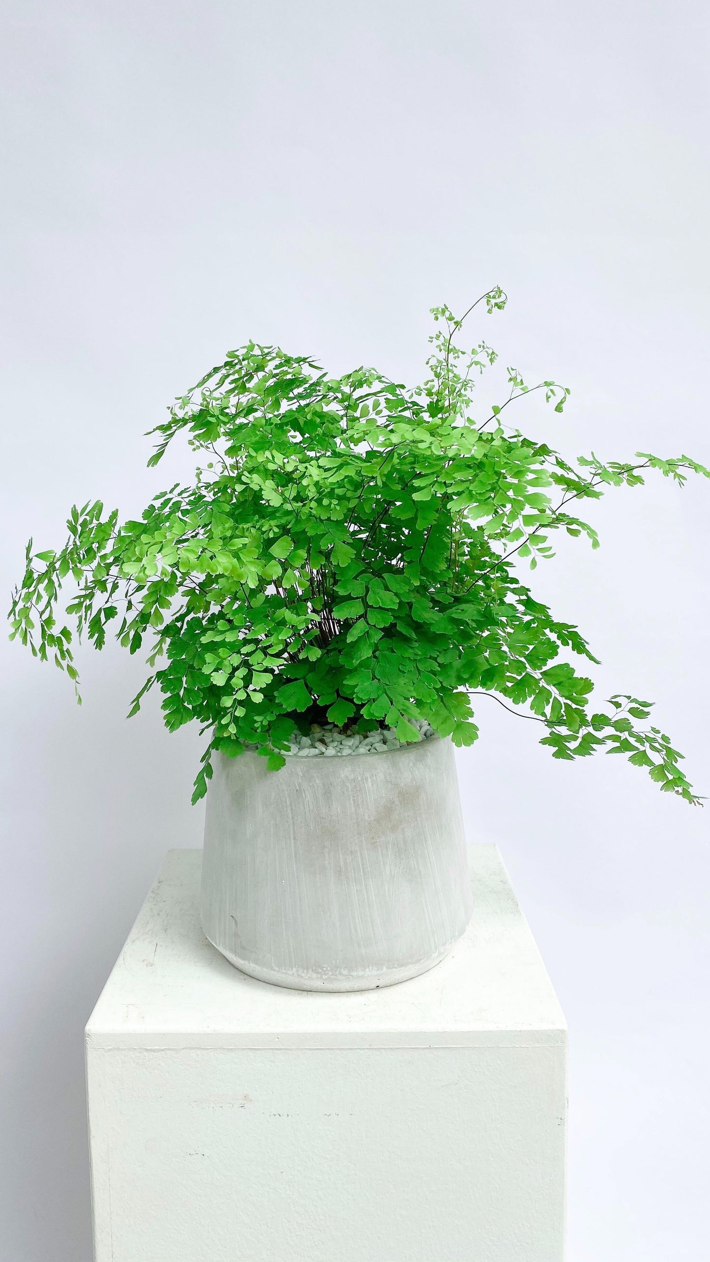 Maidenhair Fern