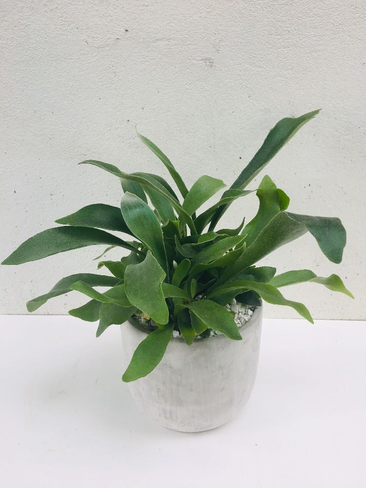 Vancouver Plants - Vancouver Plant Delivery