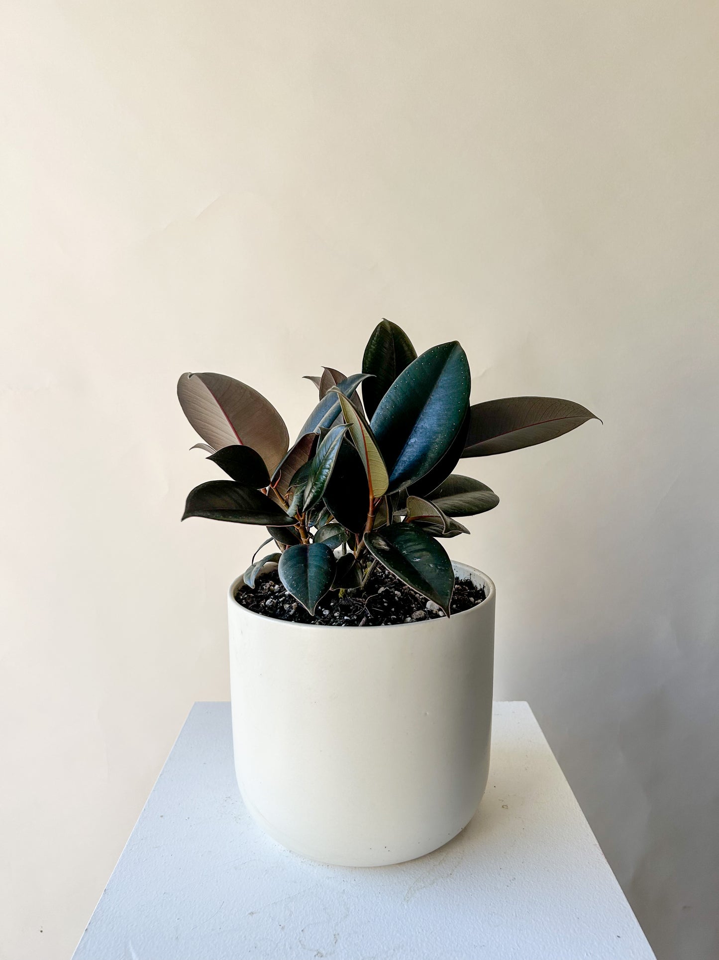 Ficus 'Rubber' Plant