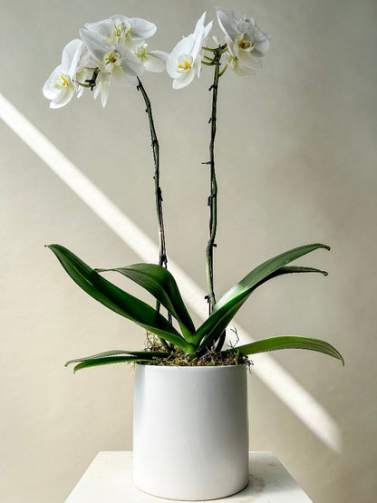 Orchid Planter Vancouver - Vancouver Flower Delivery