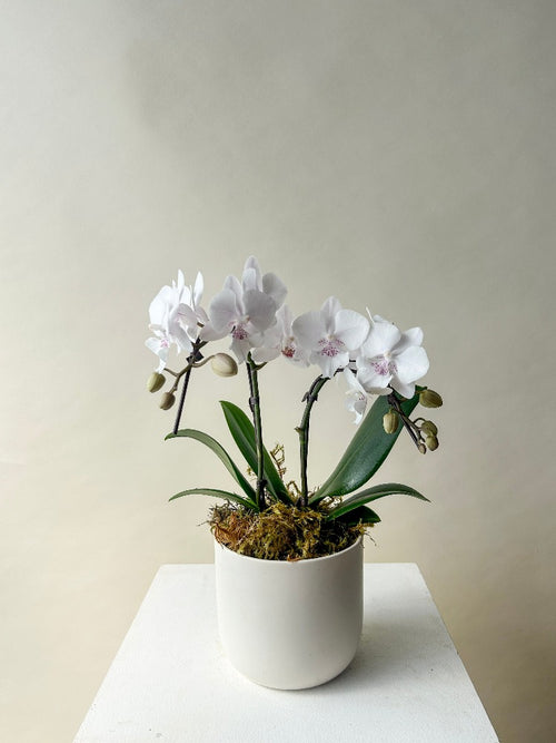 Orchid Plant Vancouver - Vancouver Plant Delivery