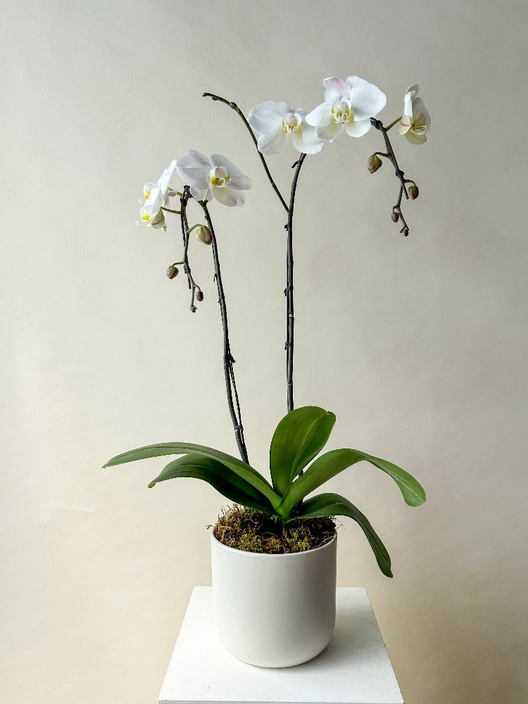 Orchid Planter Vancouver - Vancouver Flower Delivery