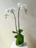 Orchid Planter Vancouver - Vancouver Flower Delivery
