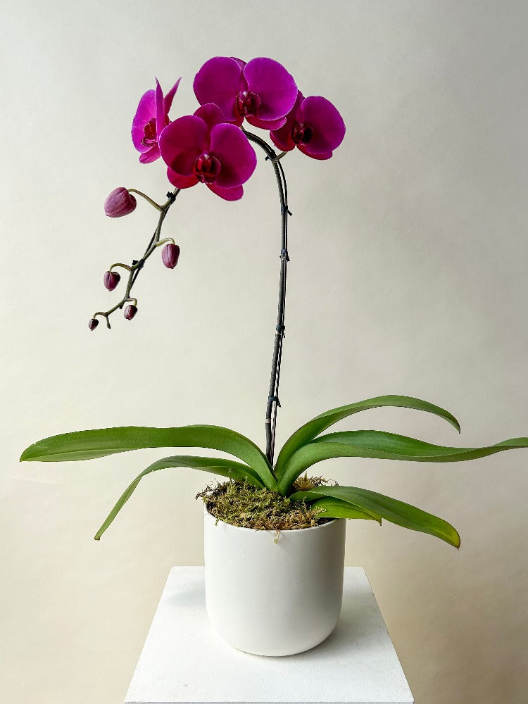 Orchid Planter Vancouver - Vancouver Flower Delivery