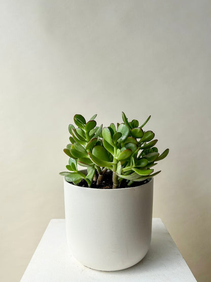 Vancouver Plants - Vancouver Plant Delivery 