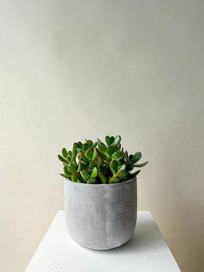 Vancouver Plants - Vancouver Plant Delivery 