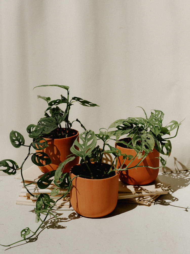 Celsia Floral x Vancouver Ceramics Plant Pot Painting Workshop