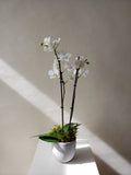 Mini Orchids
