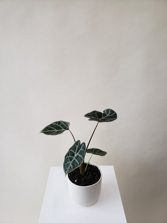 Alocasia Plant - Elephant Ear