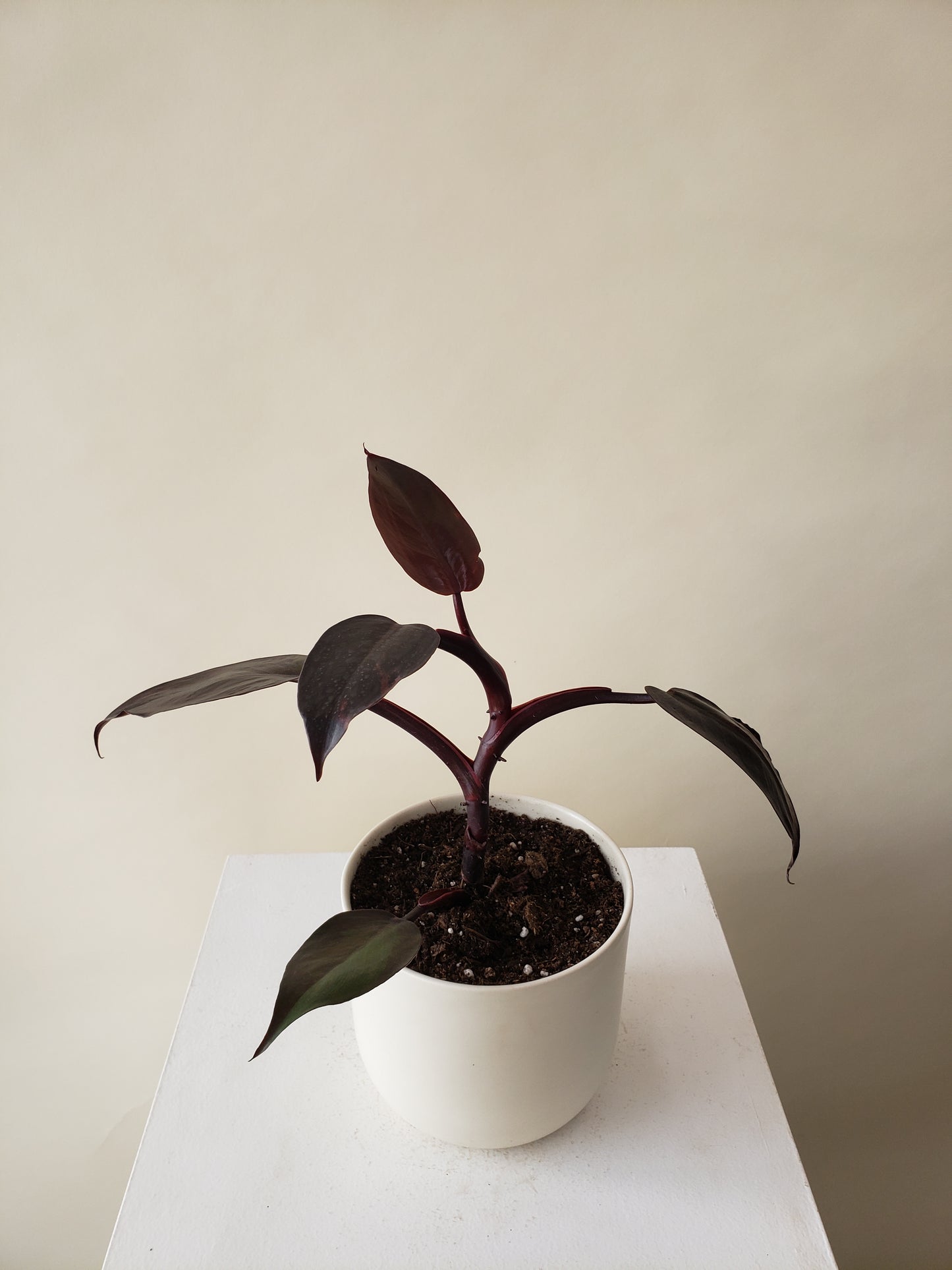 Philodendron 'Burgundy Princess' Erubescens