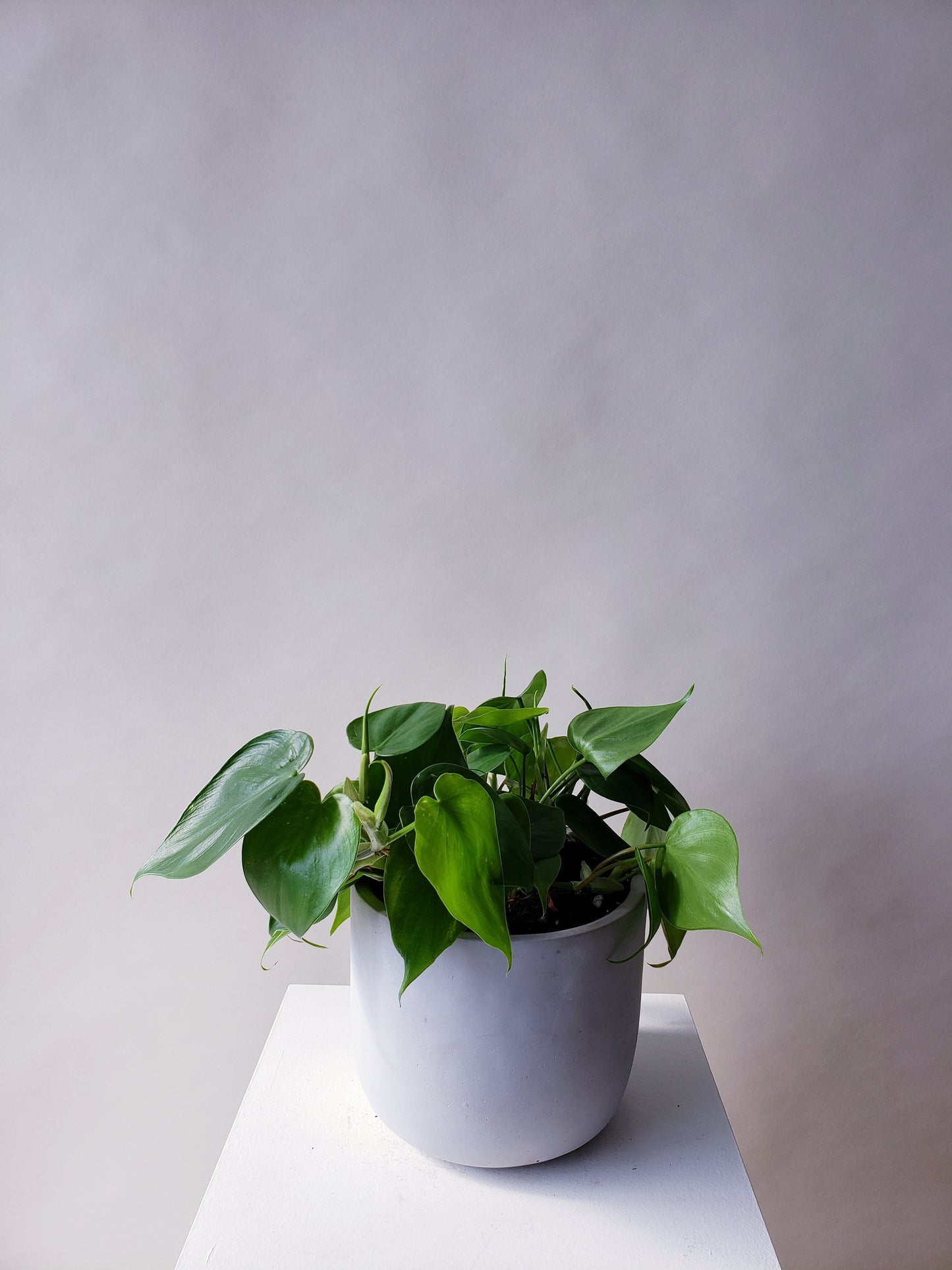 Philodendron Heart-leaf