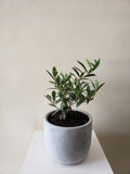 Olive Plant