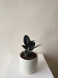 Ficus 'Rubber' Plant