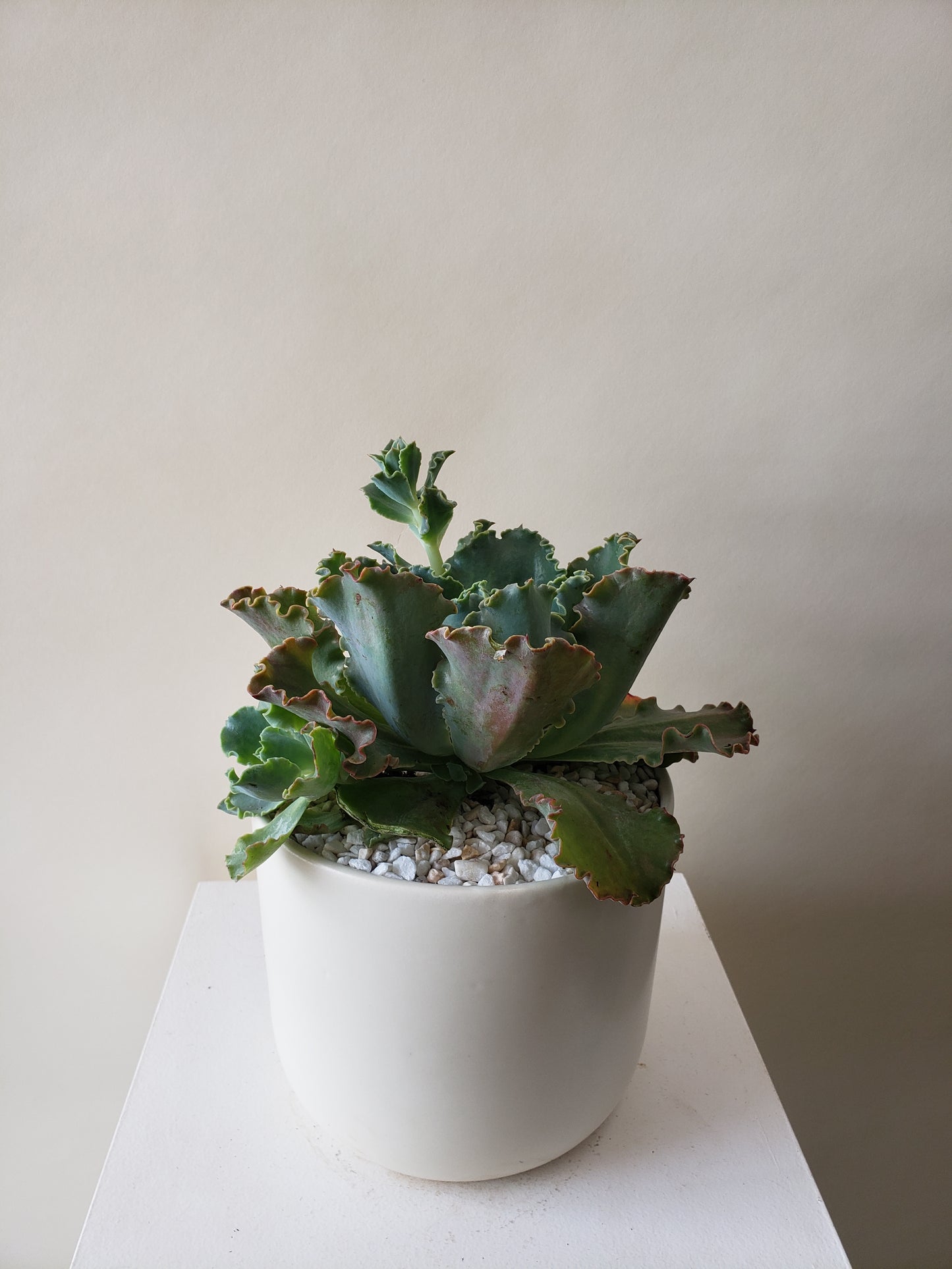Succulent Plant