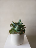 Succulent Plant