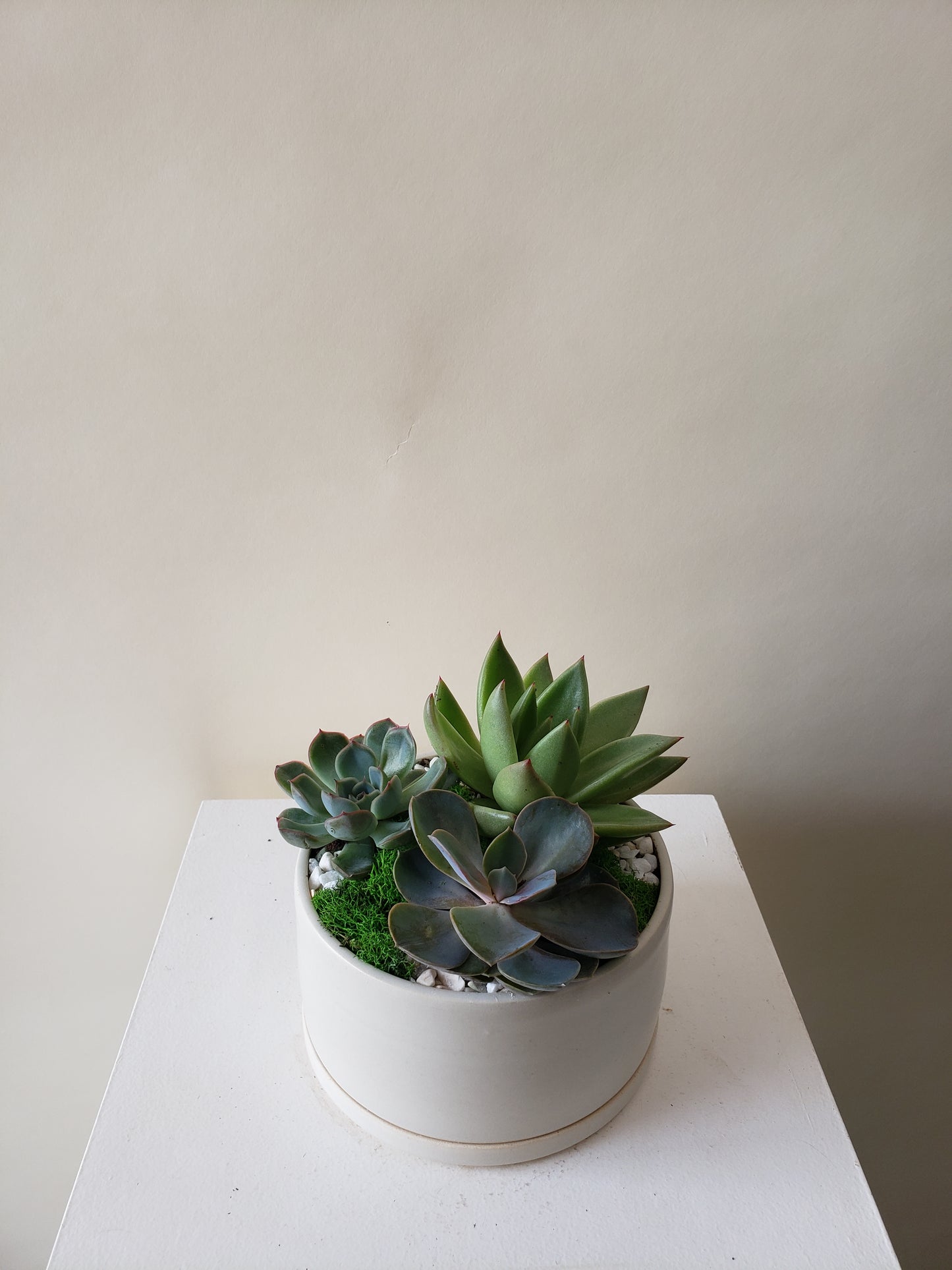 Succulent Mini Garden