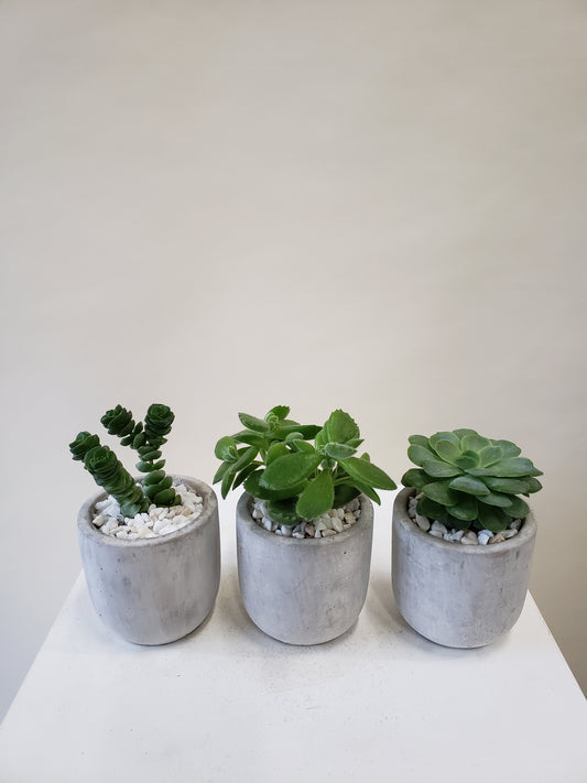 Succulent Trio