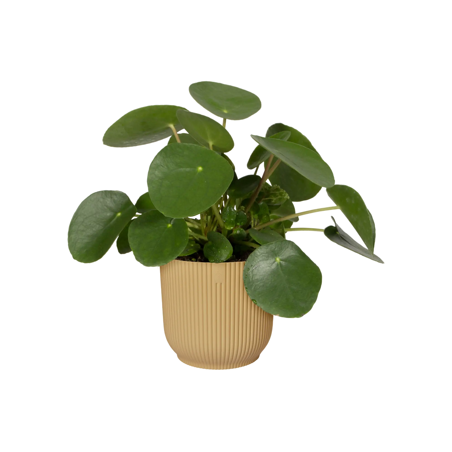 Elho Vibes Fold Round Planter