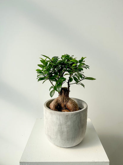 Bonsai Plant Vancouver - Vancouver Plant Delivery