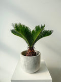 Sago Palm Plant - Vancouver Plant Delivery