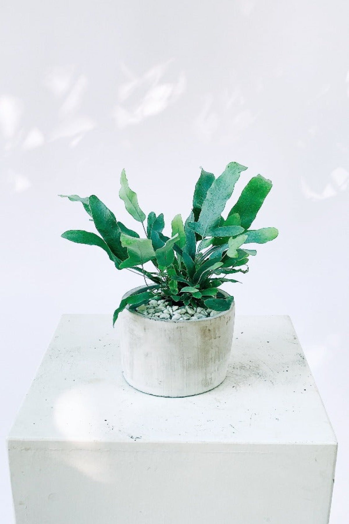 Vancouver  Blue Star Fern - Vancouver Plant Delivery