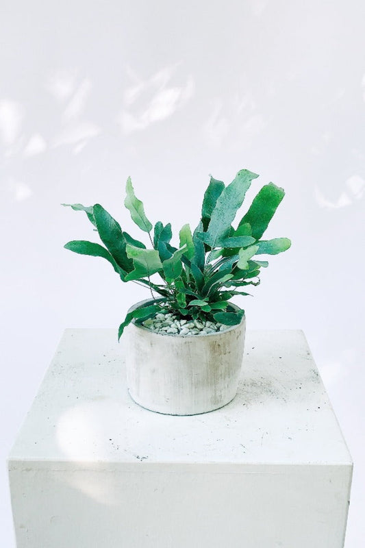 Vancouver  Blue Star Fern - Vancouver Plant Delivery