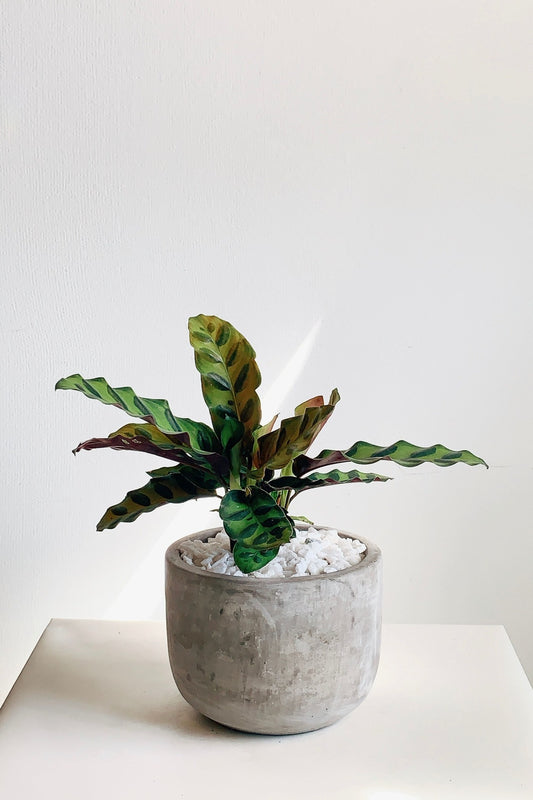 Calathea Plant