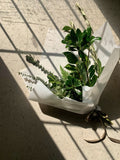 Vancouver Foliage Bundle - Vancouver Florist