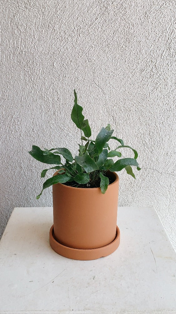 Vancouver Blue Star Fern - Vancouver Plant Delivery