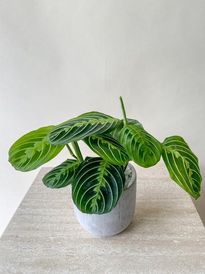 Lemon Maranta