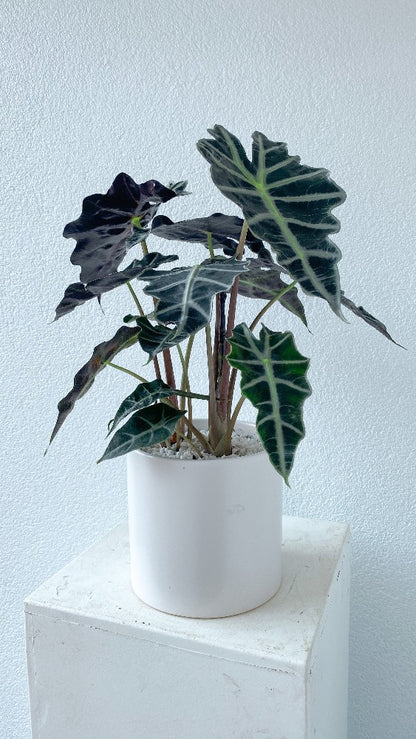 African Mask Plant Vancouver - Vancouver Plant Delivery