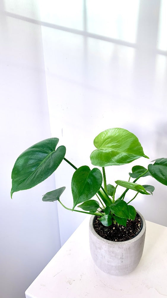 Vancouver Monstera Plant - Vancouver Plant Delivery