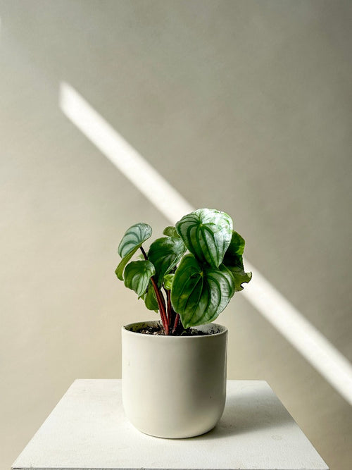 Watermelon Peperomia Plant - Vancouver Plant Delivery
