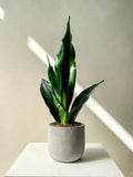 Snake Plant - Vancouver Plant Delivery - Vancouver Plants