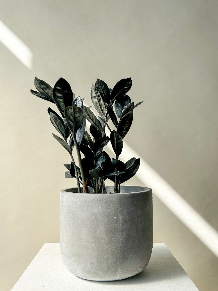 ZZ Raven Plant Vancouver - Vancouver Plant Delivery