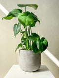 Monstera Plant Vancouver - Vancouver Plant Delivery