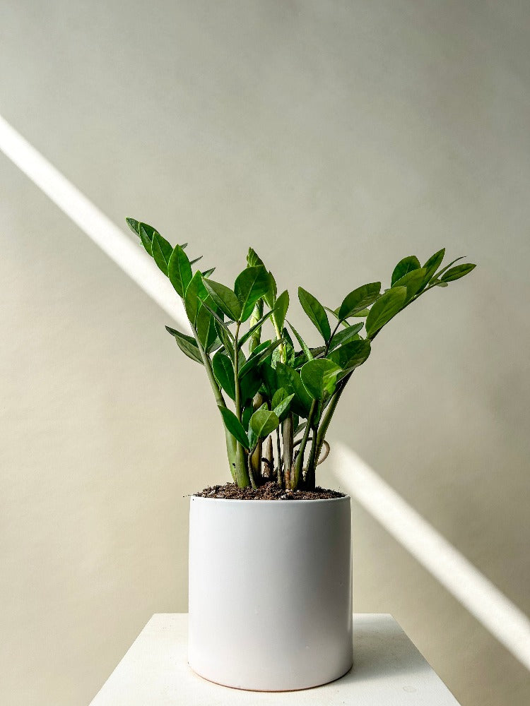 Vancouver Plants - Vancouver Plant Delivery 