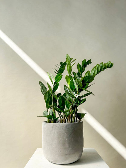 Vancouver Plants - Vancouver Plant Delivery 