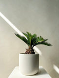 Sago Palm Plant - Vancouver Plant Delivery