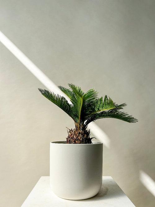 Sago Palm Plant - Vancouver Plant Delivery