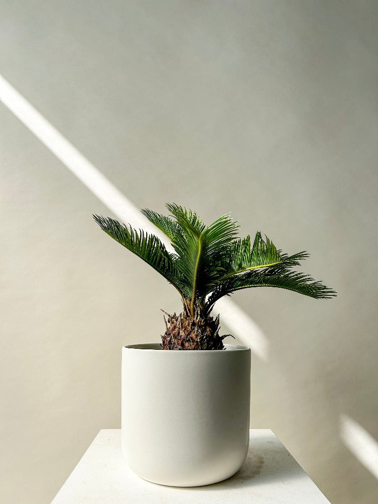 Sago Palm Plant - Vancouver Plant Delivery