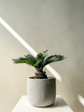 Sago Palm Plant - Vancouver Plant Delivery