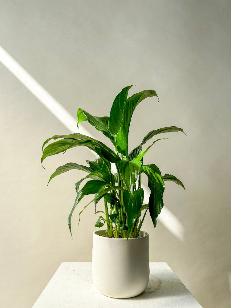Peace Lily Plant Vancouver - Vancouver Plant Delivery